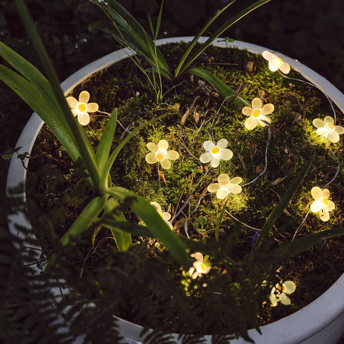 LED-Gänseblümchen-Lichterkette leuchtet in einem Blumentopf mit Moos und grünen Pflanzen