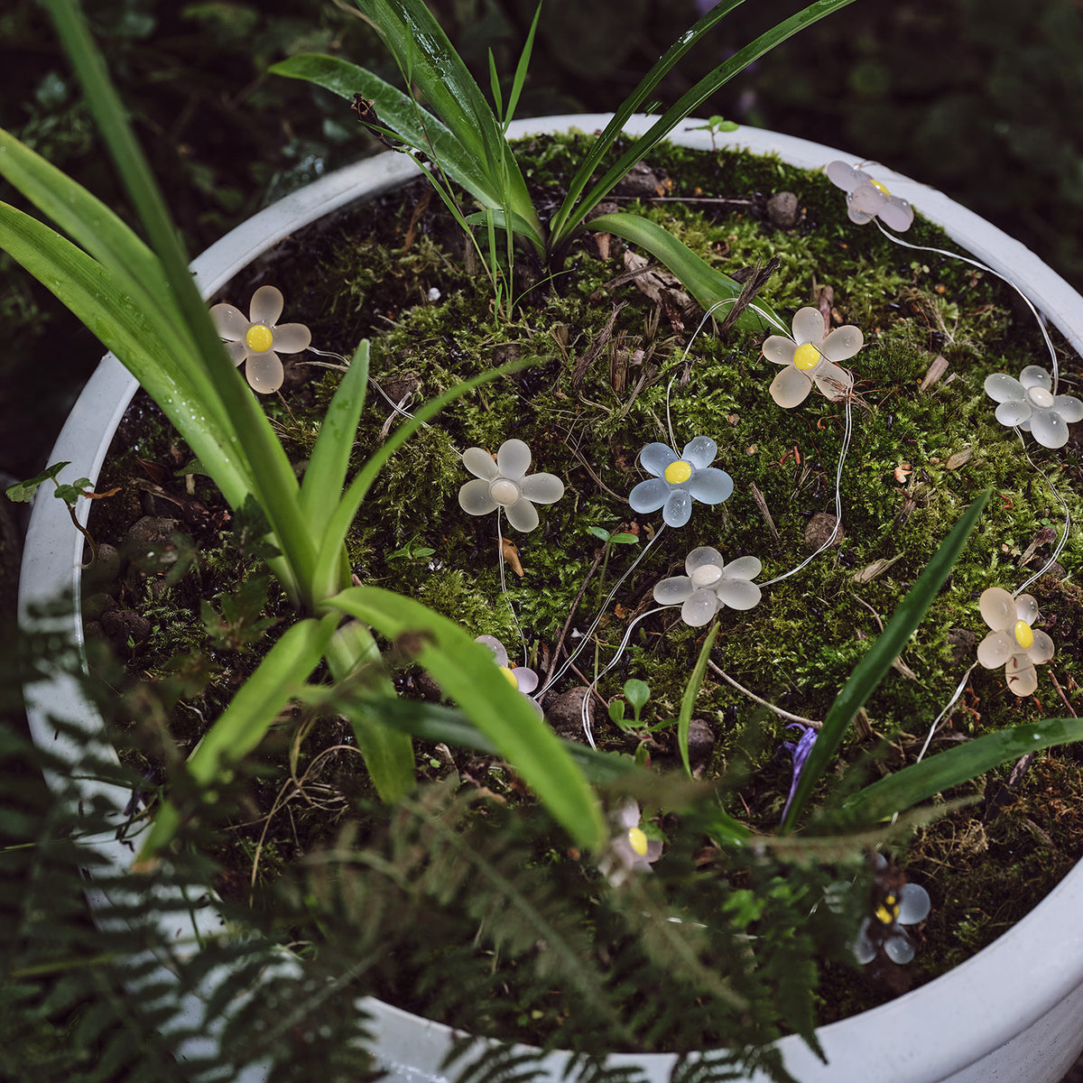 LED-Gänseblümchen-Lichterkette mit weißen und blauen Blumen leuchtet in einem Blumentopf mit Moos