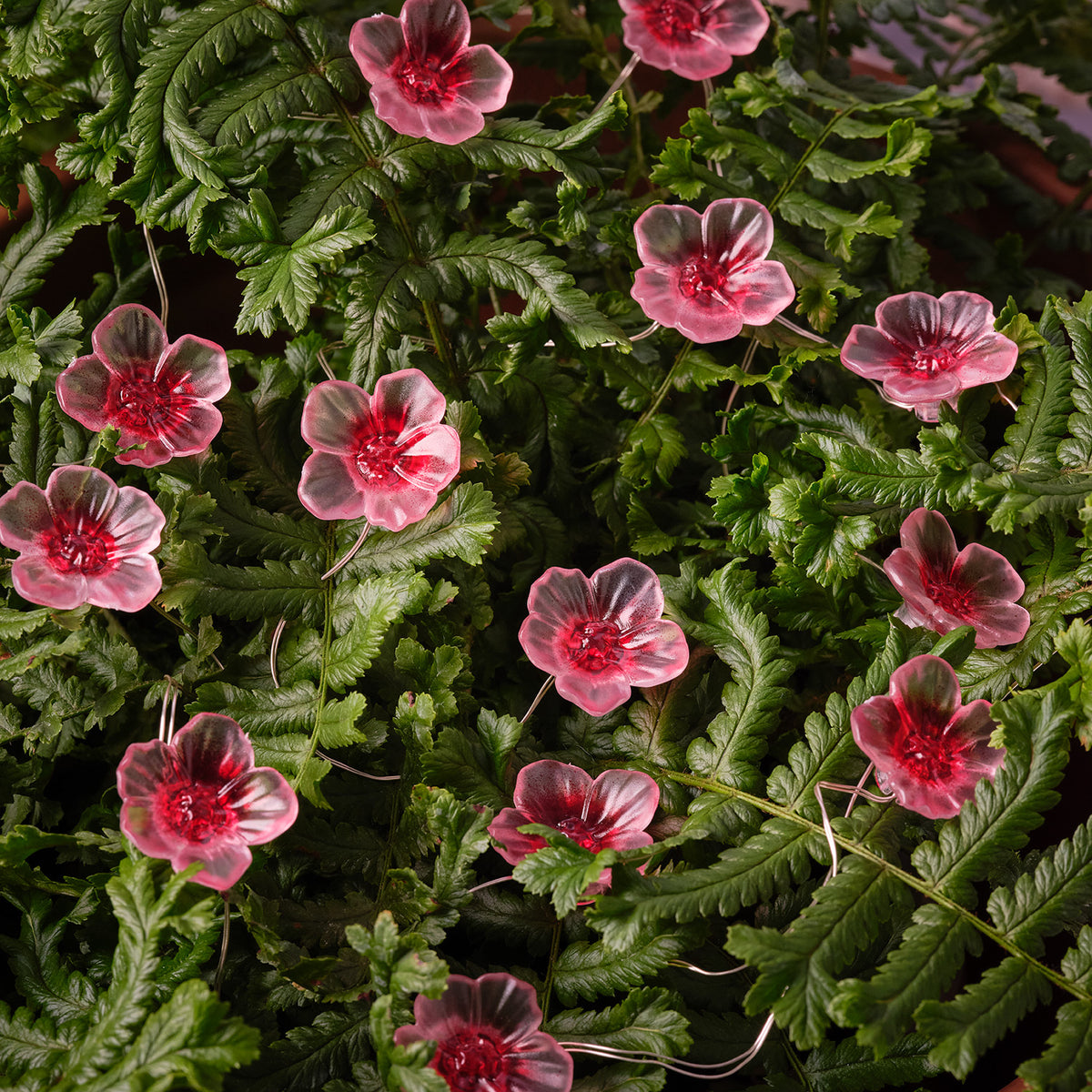 Nahaufnahme einer pinken Kirschblüte mit warmweißem LED-Licht auf lila Stoff