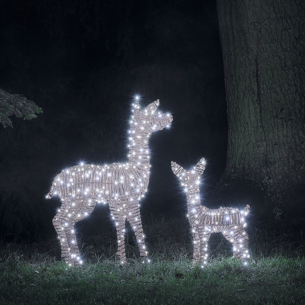 Zwei LED-Rentiere in Rattanoptik leuchten weiß im Garten bei Nacht