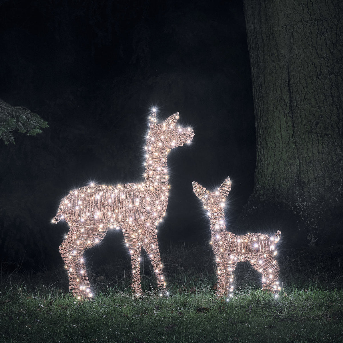 Zwei LED-Rentiere in Rattanoptik mit weißem Licht im Garten bei Nacht
