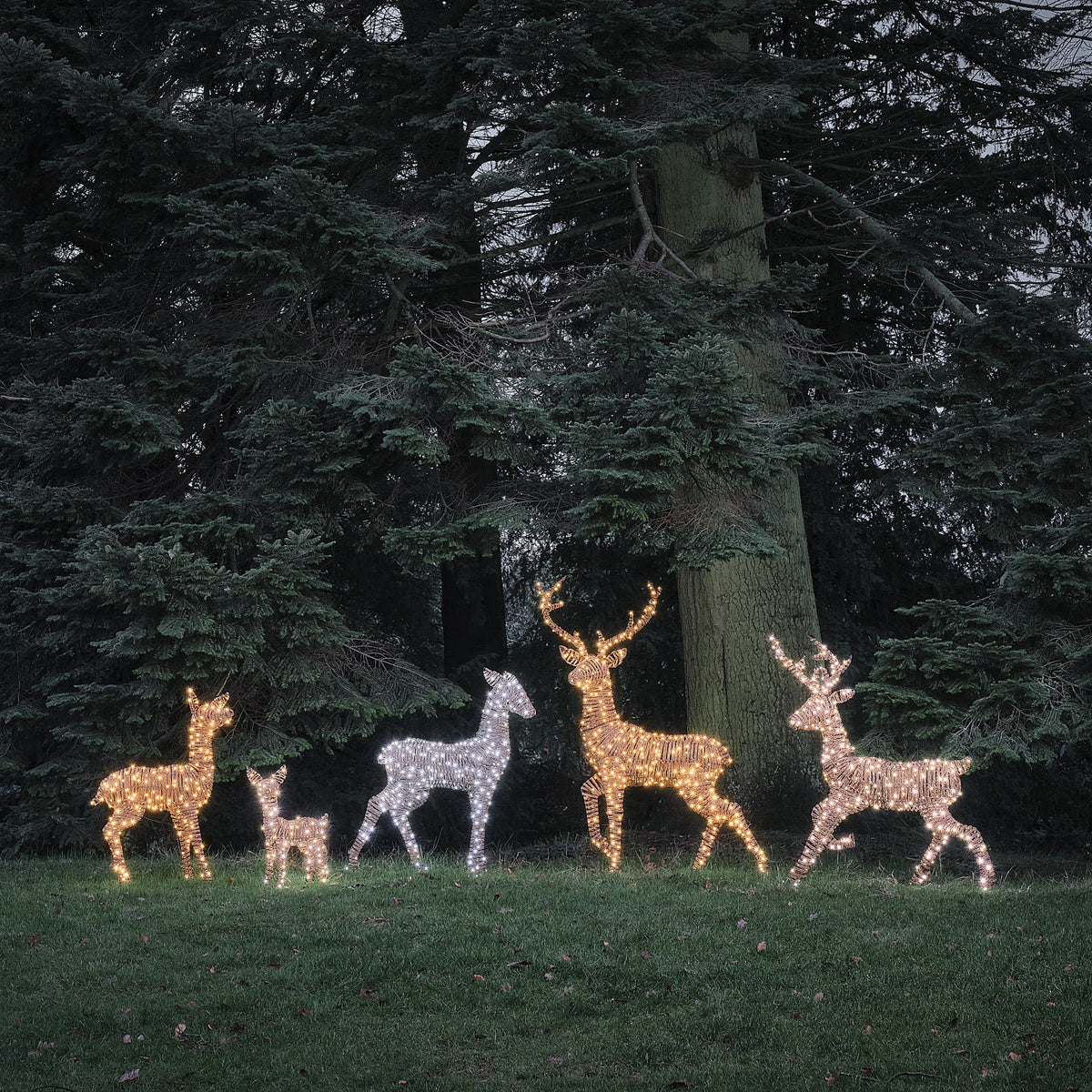 Fünf LED-Rentierfiguren in warmweiß und weiß leuchtend vor dunklem Wald bei Nacht