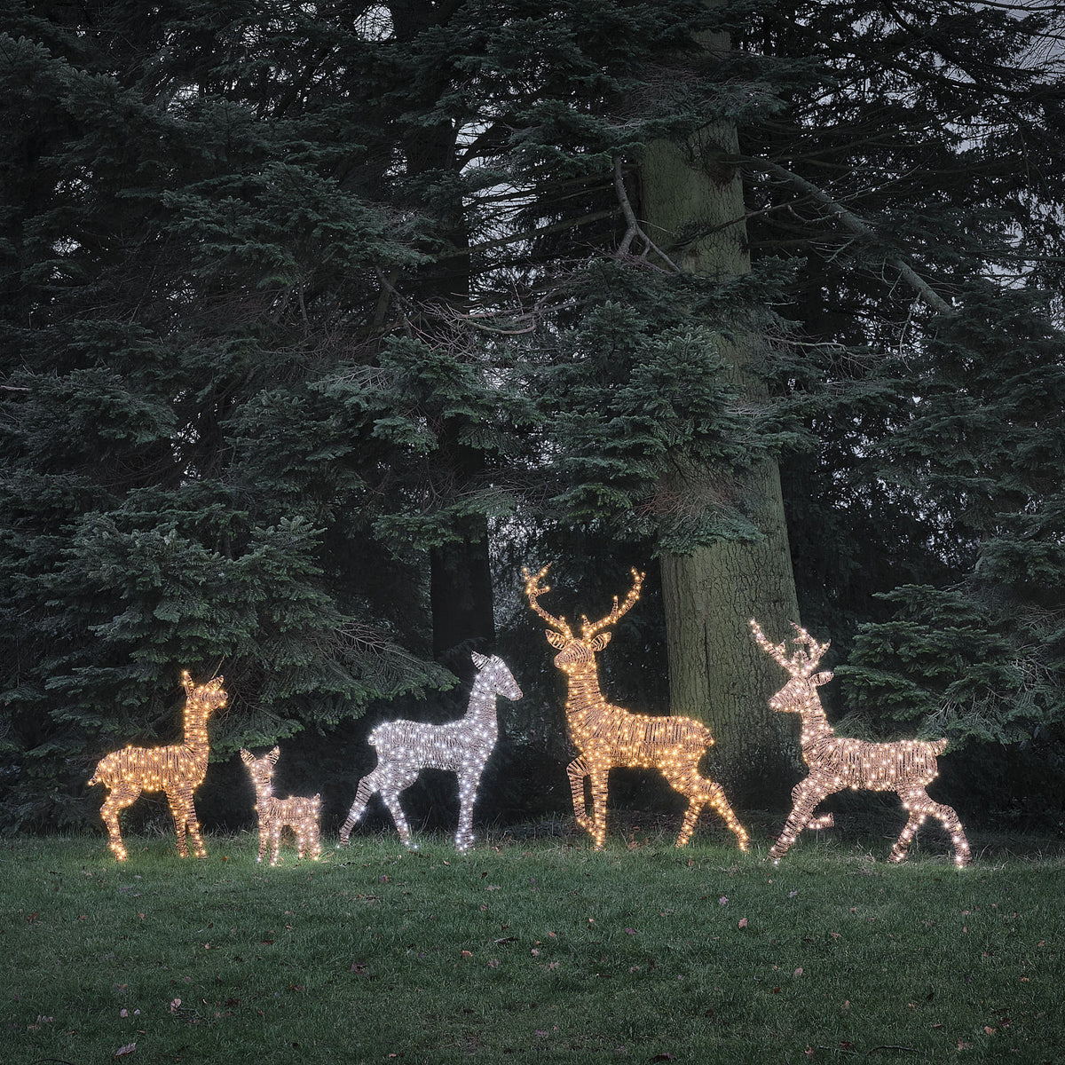 Fünf LED-Rentierfiguren in warmweiß und weiß leuchtend vor dunklem Wald bei Nacht