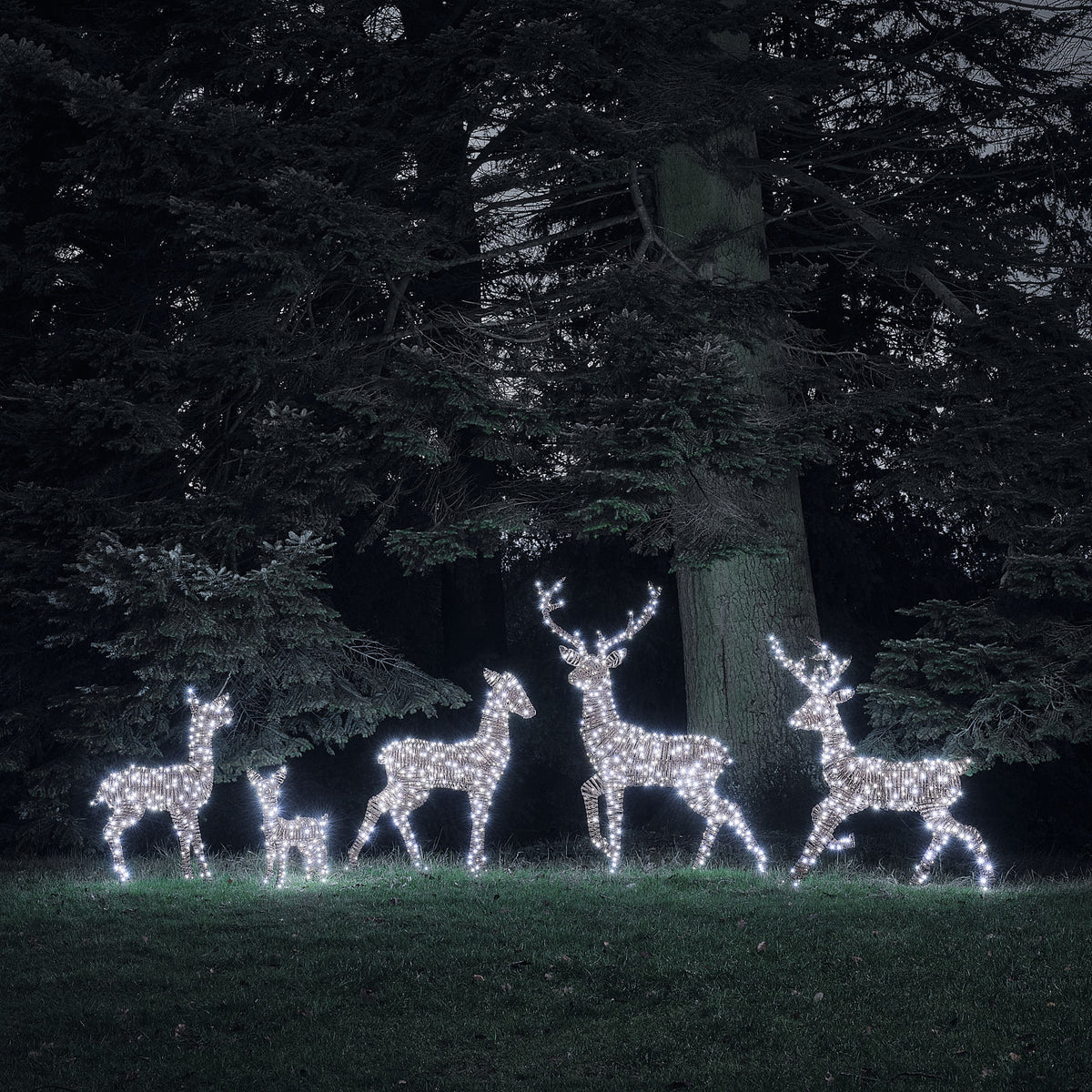 Fünf LED-Rentierfiguren in warmweiß und weiß leuchtend vor dunklem Wald bei Nacht