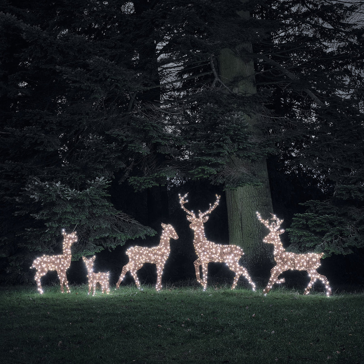 Fünf LED-Rentierfiguren in warmweiß und weiß leuchtend vor dunklem Wald bei Nacht