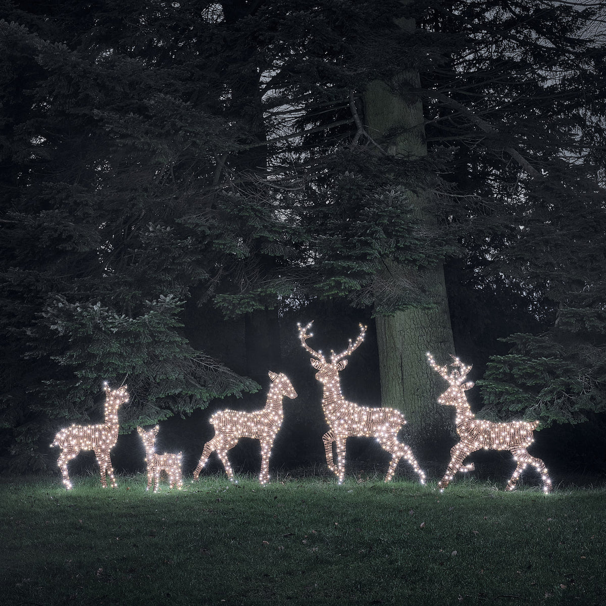 LED-Rentierfamilie mit hellweiß leuchtenden Mikro-LEDs im Garten bei Nacht