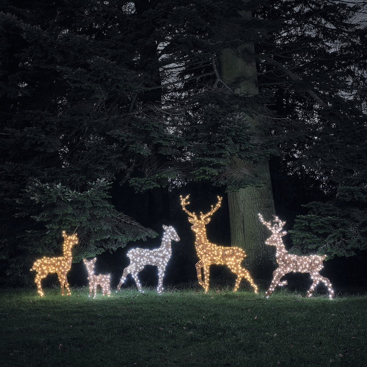 Fünf LED-Rentierfiguren in warmweiß und weiß leuchtend vor dunklem Wald bei Nacht
