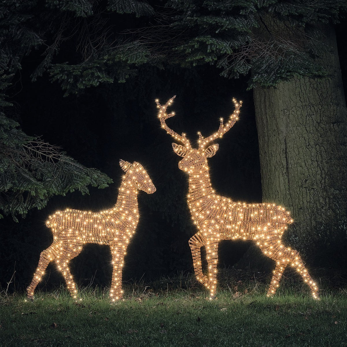 LED-Rentiere Hirsch und Hirschkuh in Rattan-Optik leuchtend in warmweiß im Garten bei Nacht