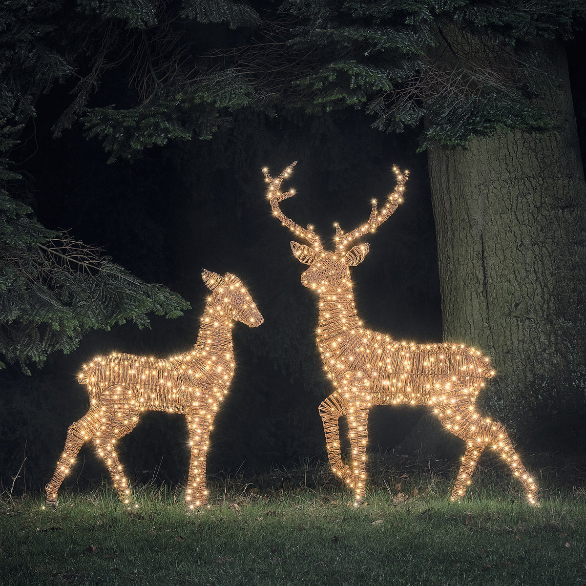LED-Rentiere Hirsch und Hirschkuh in Rattan-Optik leuchtend in warmweiß im Garten bei Nacht