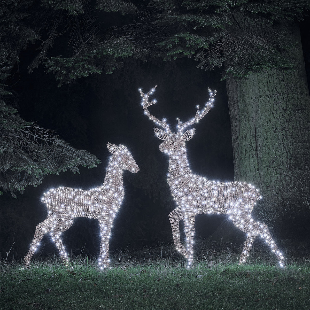 LED-Rentiere Hirsch und Hirschkuh in Rattan-Optik leuchtend in weiß im Garten bei Nacht