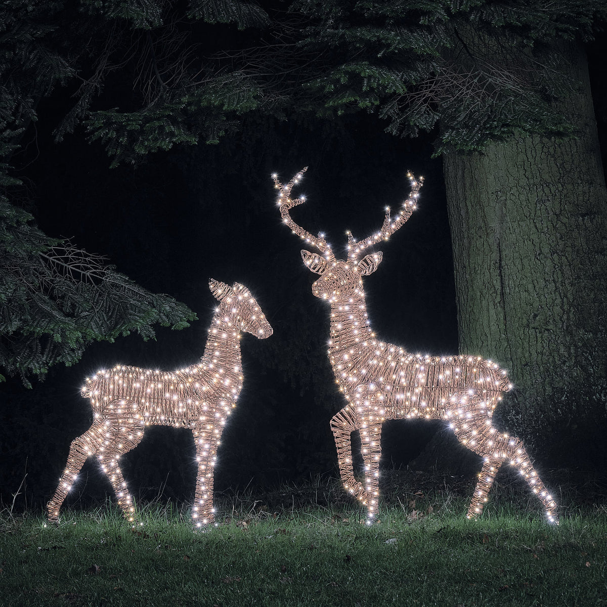 LED-Rentiere Hirsch und Hirschkuh in Rattan-Optik leuchtend in weiß im Garten bei Nacht