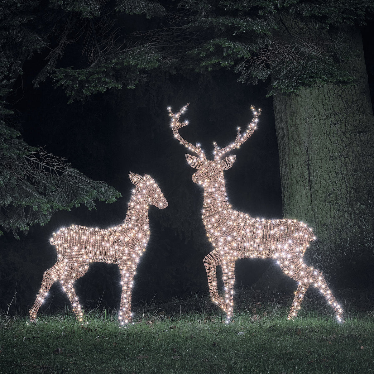 LED-Rentiere Hirsch und Hirschkuh in Rattan-Optik leuchtend in weiß im Garten bei Nacht