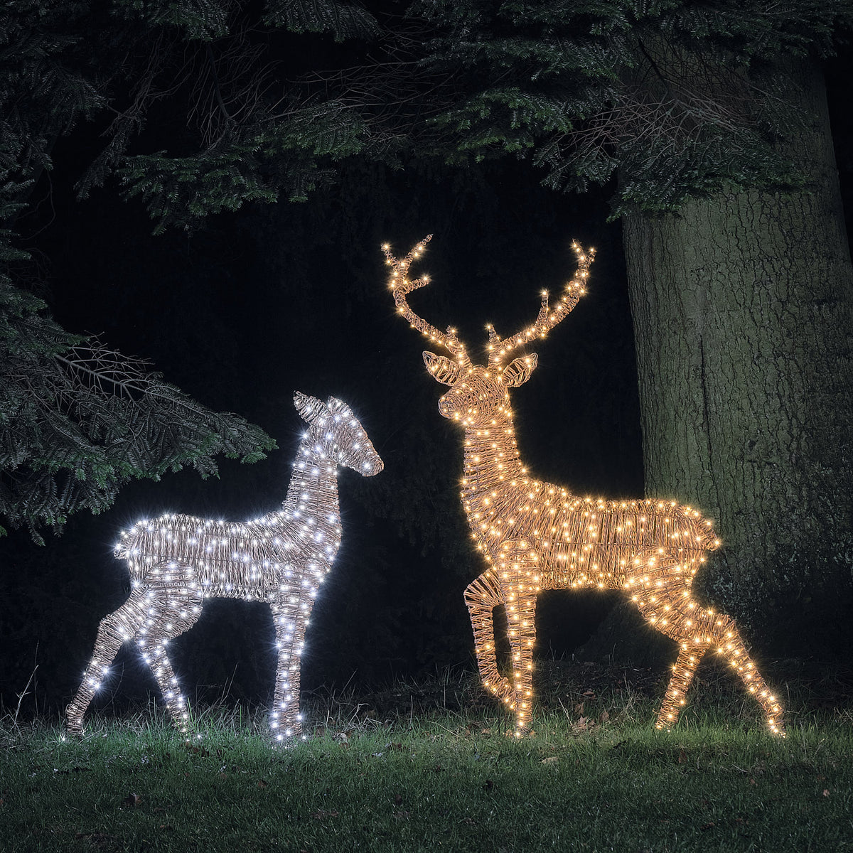 LED-Rentiere Hirsch und Hirschkuh in Rattan-Optik leuchtend in warmweiß im Garten bei Nacht