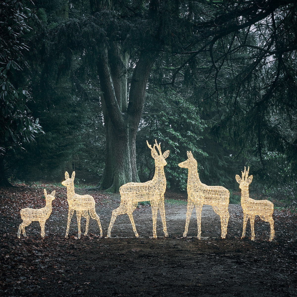Fünf Bicolor LED-Rentiere mit warmweißem Licht im Wald bei Dämmerung
