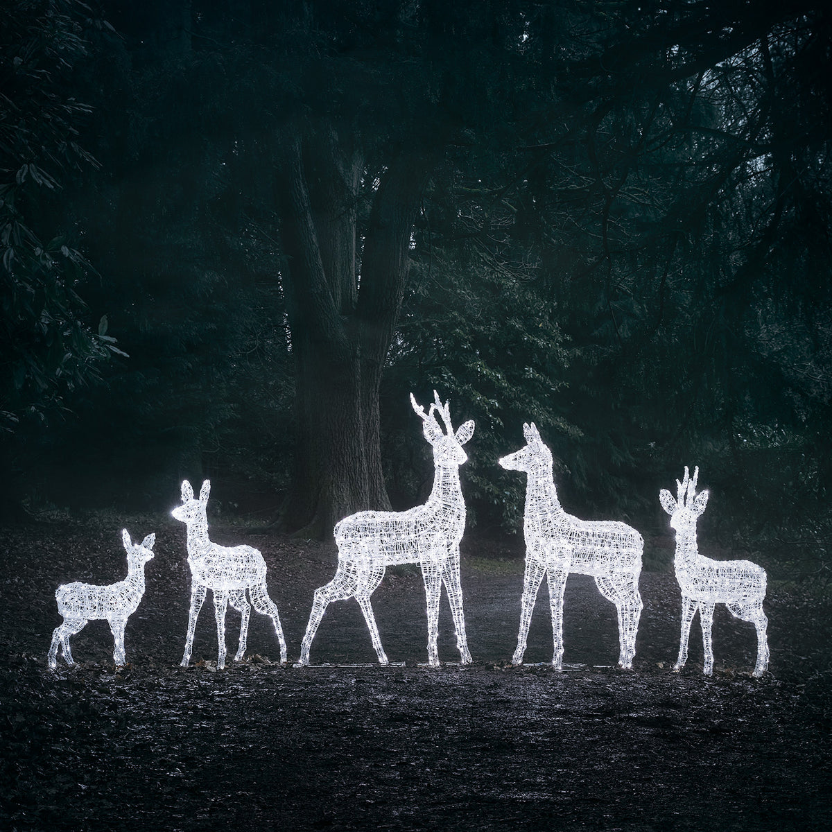 Fünf Bicolor LED-Rentiere mit weißem Licht im Wald bei Nacht