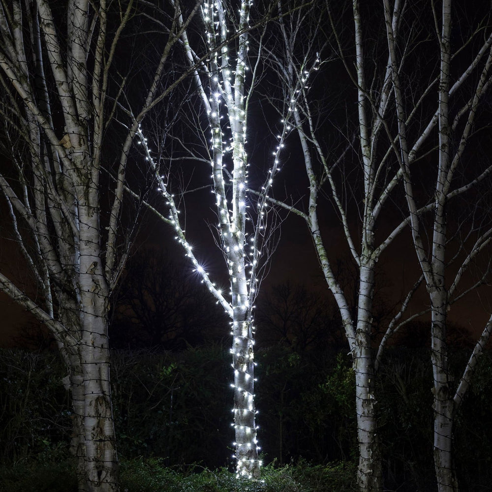 Mehrere Birkenbäume mit weiß leuchtenden LED-Lichterketten bei Nacht