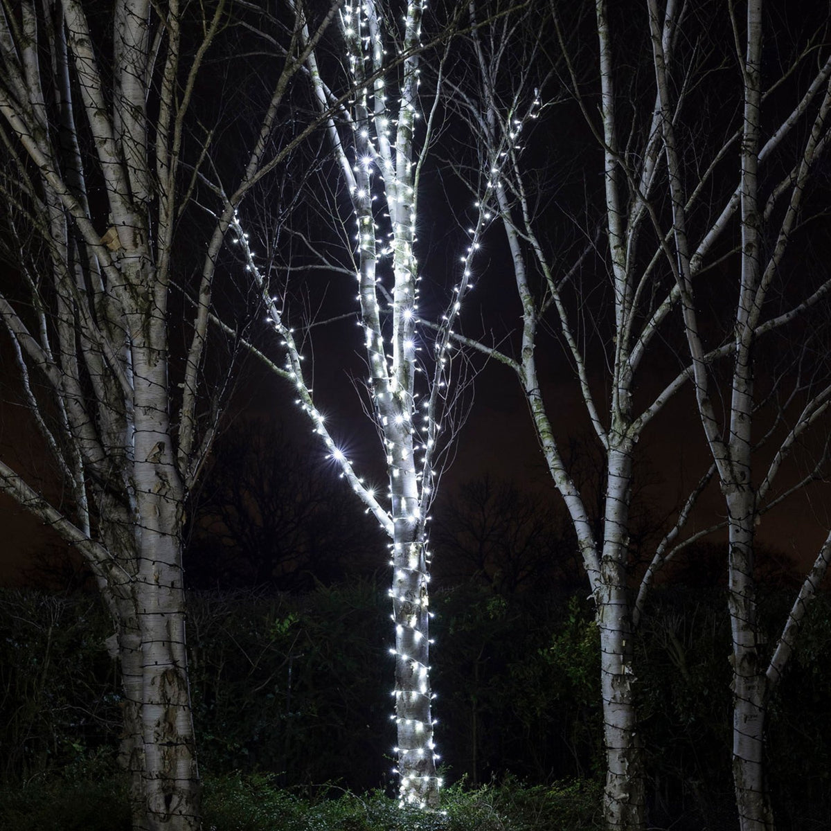Mehrere Bäume mit weißen LED-Lichterketten umwickelt im Dunkeln