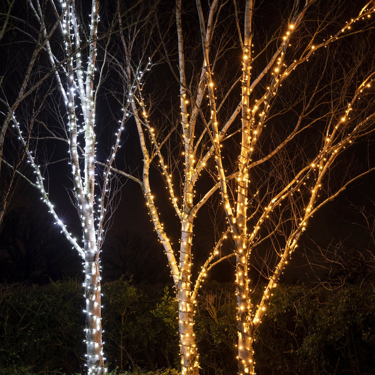 Birkenbäume mit weißer und warmweißer LED-Lichterkette bei Nacht beleuchtet