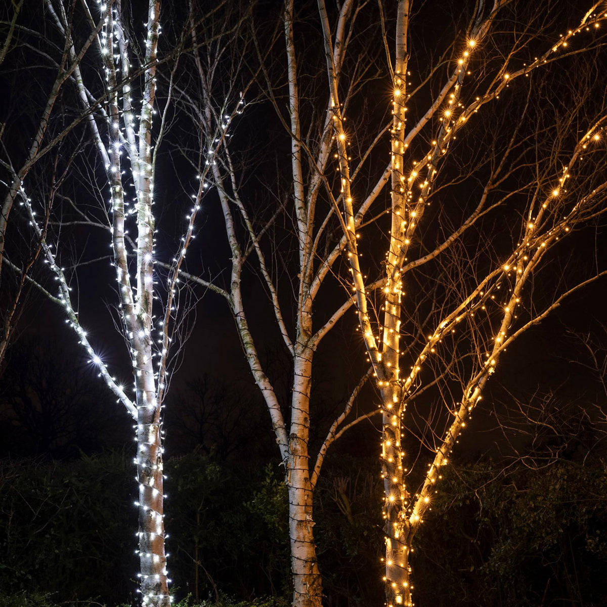 Zwei Bäume mit warmweißen und kaltweißen LED-Lichterketten umwickelt bei Nacht