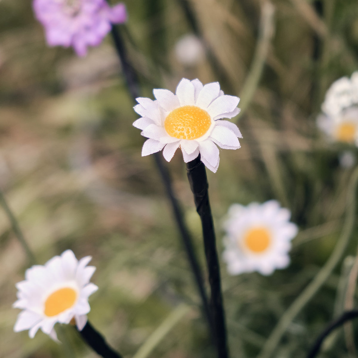 Nahaufnahme einer weißen Gänseblümchen-Solarleuchte mit gelbem Zentrum im Garten
