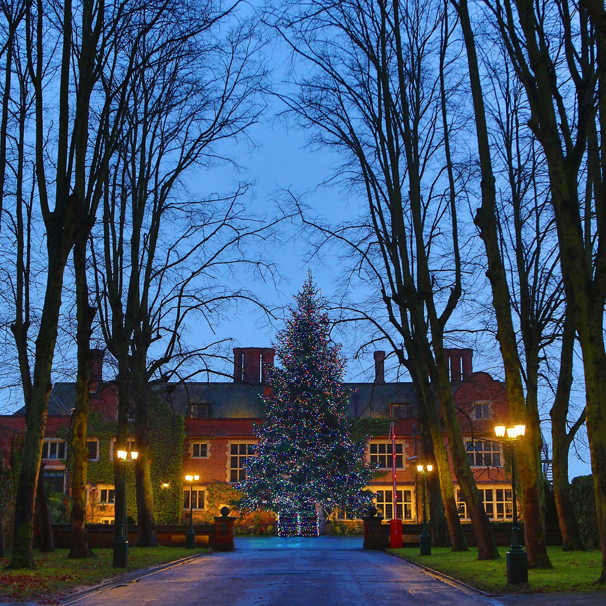 Weihnachtsbaum mit bunten Lichtern zwischen kahlen Bäumen vor altem Gebäude im Abendlicht