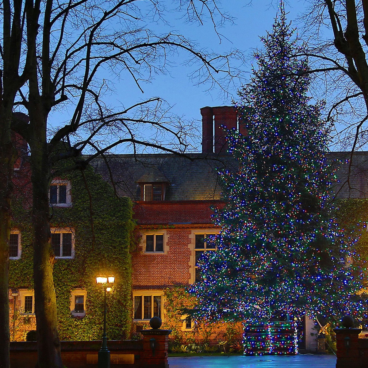 Großer Weihnachtsbaum draußen mit bunter LED-Lichterkette beleuchtet vor Gebäude bei Abenddämmerung