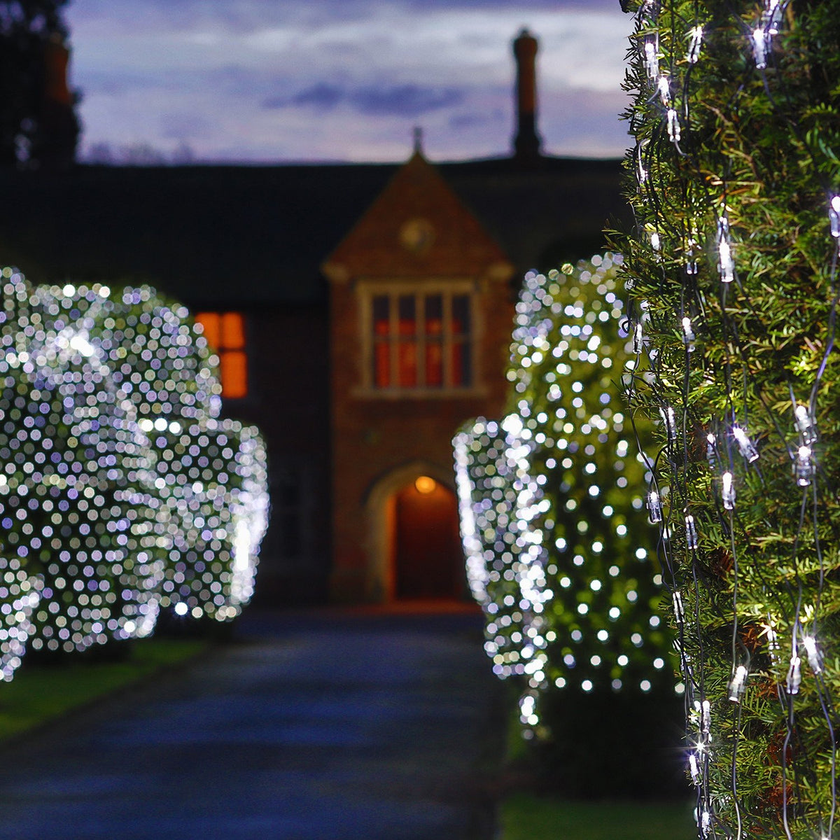Nahaufnahme von mit weißen LED-Lichternetzen beleuchteten Hecken vor einem Haus bei Nacht