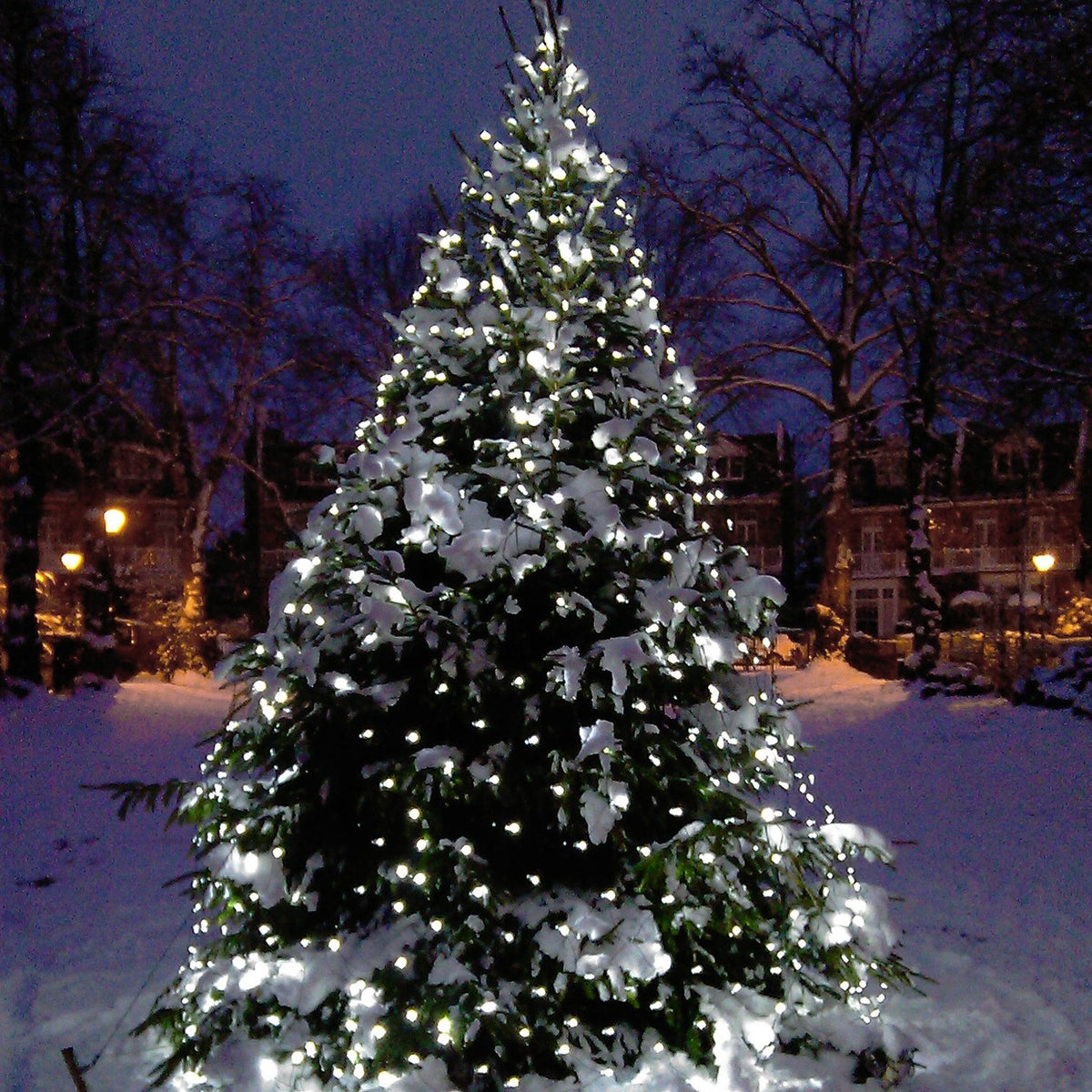 Weihnachtsbaum mit weißem LED-Lichternetz beleuchtet, umgeben von Schnee und Häusern bei Nacht